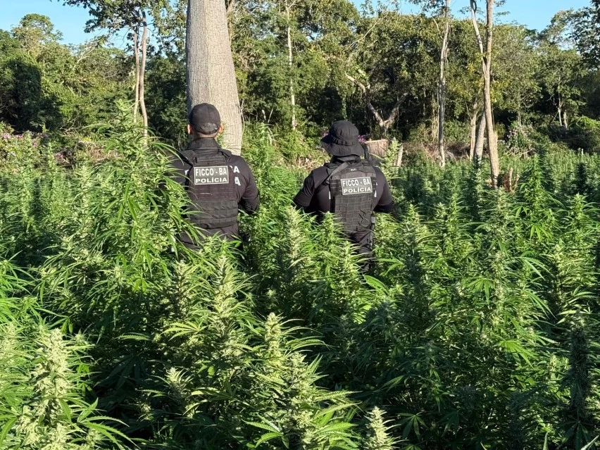 roca-do-trafico:-policia-encontra-plantacao-com-50-mil-pes-de-maconha-em-muquem-do-sao-francisco